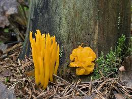 yellow brain fungus